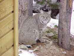 A bobcat, next to the house.