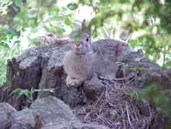 A rabbit, resting on a rock.